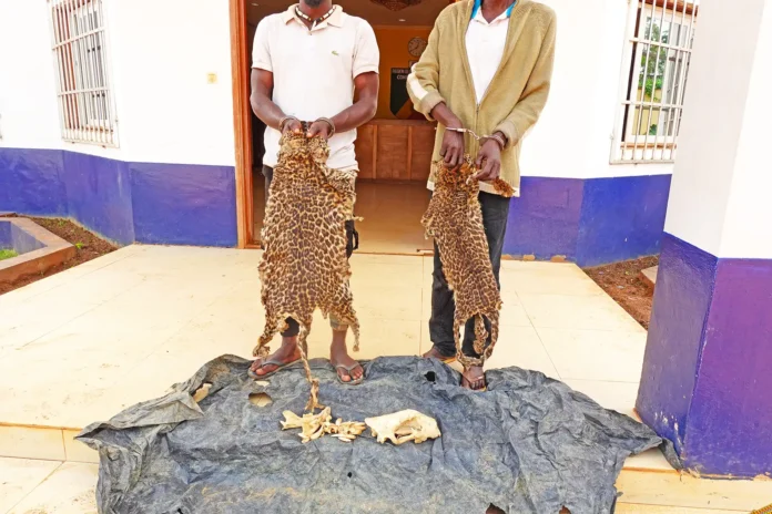 Les deux présumés trafiquants avec les trophées de panthère Les deux présumés trafiquants avec les trophées de panthère