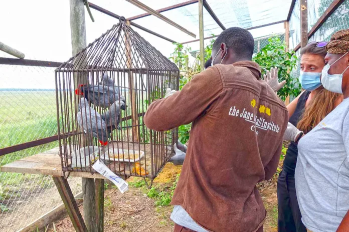 Une vue de perroquets