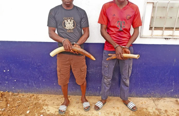 Les deux présumés trafiquants tenant des pointes d’Ivoire