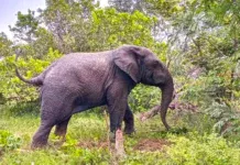 CONFLIT HOMMES-FAUNE : Le dédommagement de la victime d’un éléphant vivement attendu