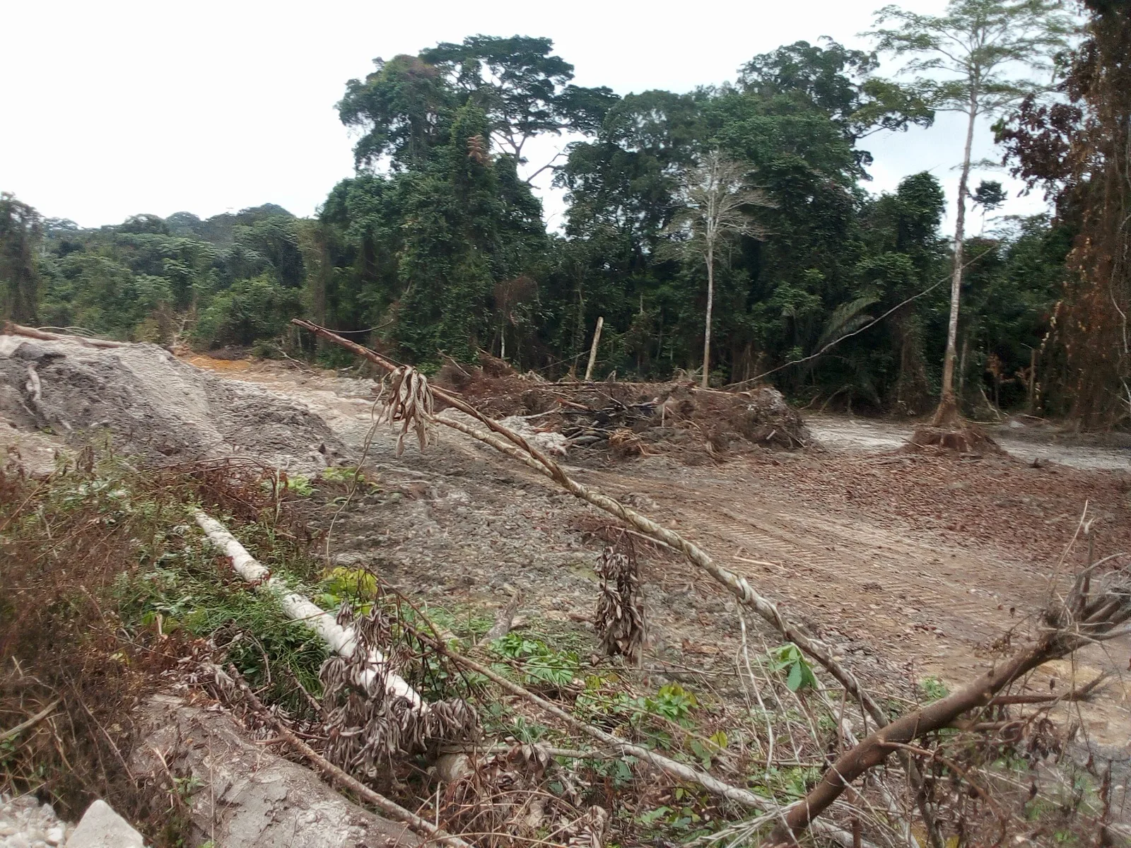Ici a Bada non loin de Louvoulou. Une foret rasee par Perimont une entreprise dextraction dor